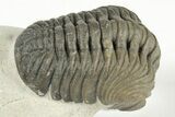 Detailed Austerops Trilobite - Excellent Eyes #204228-3